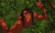 人猿泰山 Tarzan 泰山