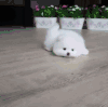 小狗 白毛 可爱 地板 花盆