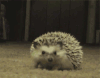 害羞 刺猬