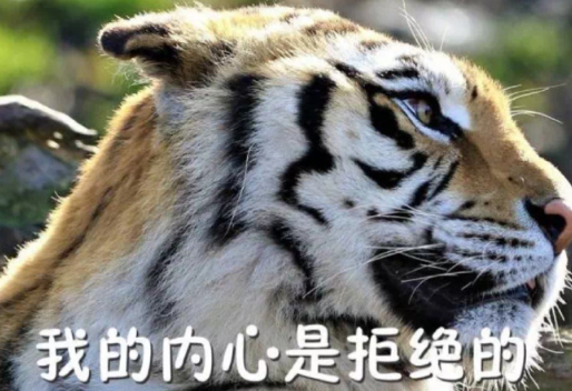 老虎 文字表情包 蠢萌 搞笑 逗
