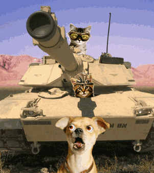 猫猫 狗狗 开坦克 战斗