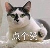 萌宠 喵星人 点个赞 棒棒哒 赞美 搞怪 逗