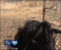 山羊 魔性 略略略 表情包 goat