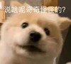 萌宠 汪星人 说啥呢 奇奇怪怪的 呆萌 可爱