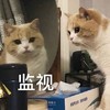 萌宠 猫星人 监视 开心 呆萌 可爱