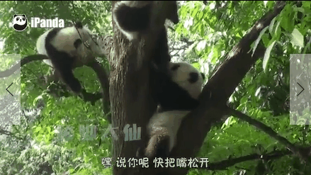 熊猫 上树 可爱 舔脚