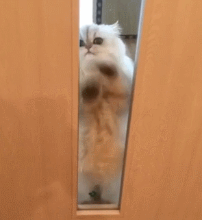 猫咪 挠门 搞笑 可爱