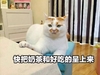 萌宠 猫星人 快把奶茶和好吃的呈上来 我要吃 呆萌 可爱