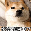 终究是白宠你了 狗狗 萌宠