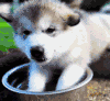 狗狗 玩水 可爱 搞笑