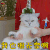萌宠 猫咪 猫 伤心 无奈 我也很无奈啊 soogif soogif出品