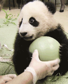 熊猫 可爱 国宝 我的