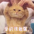 爱的很勉强 猫咪 手指 可爱