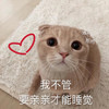 萌宠 猫星人 我不管 要亲亲才能睡觉 生气 呆萌 可爱