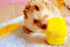 可爱 萌 都好 gif