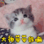 萌宠 猫咪 猫 王者荣耀 大神 带带我嘛 soogif soogif出品