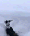 汪星人 一秒遁地术 hold场 萌宠 狗狗