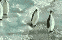 企鹅 南极 走路 摔跤