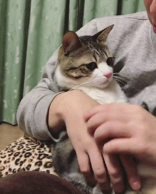 猫咪 拍拍 可爱 挥手