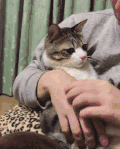 猫咪 拍拍 可爱 挥手