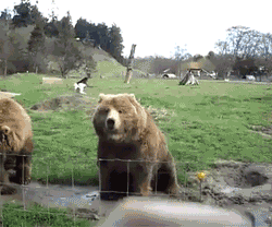 大熊 挥手 站立 动物园 可爱