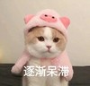 萌宠 喵星人 逐渐呆滞 傻了 呆萌 搞怪