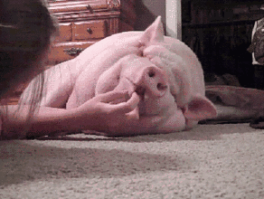 小猪 睡觉 胖乎乎 可爱