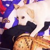 狗狗 可爱 躺床上 萌宠