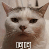 呵呵 猫 可爱 呆萌
