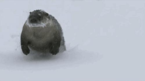 水獭GIF表情图_水獭动态_意思GIF动图-SOO脸表情包信水獭微小图片