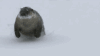 水獭 滑雪 搞笑 可爱