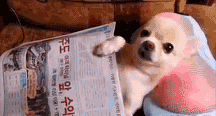 萌宠 狗狗 看报纸 按摩
