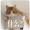 萌宠 猫星人 什么 说啥呢 好奇 呆萌