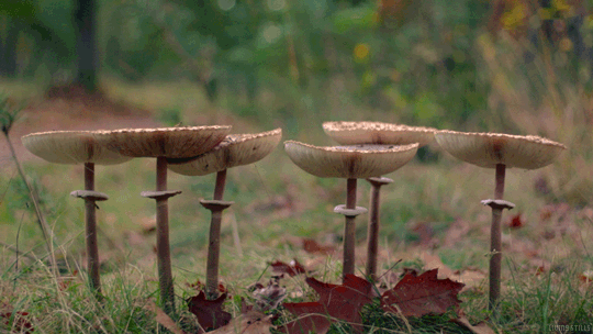 蘑菇 自然 树叶 风