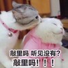 猫咪 白毛 可爱 闭眼 敲里吗听见没