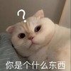 萌宠 猫星人 你是个什么东西 好奇 呆萌 可爱