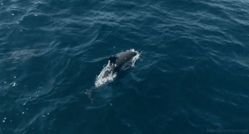 大海 鲸鱼 游泳