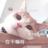 萌宠 猫咪 猫 在干嘛呀 想不想我呀 撩