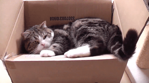 猫咪 箱子 滑下去 可爱 睡觉