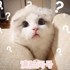 蒙圈 猫 晕 搞怪 逗
