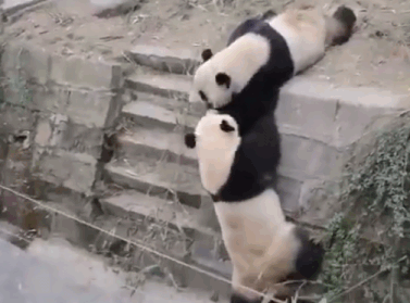 大熊猫 打架 可爱 相爱相杀