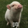 哼 生气 猪