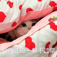 萌宠 喵星人 躲得过初一 躲不过你 呆萌 可爱