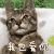 我也爱你 猫咪 可爱