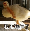 萌宠 小鸭子 我来跨年了 新年 呆萌 搞怪