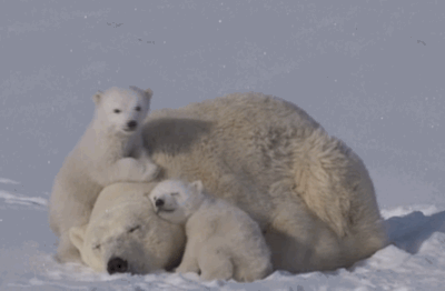 北极熊 一家人 依偎 取暖