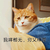 我什么都没有 穷 衰 猫