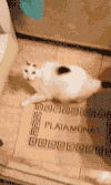 搞笑 喵星人 猫咪 萌宠 可爱