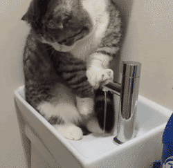 猫咪 水龙头 可爱 喝水