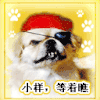 独眼 帽子 狗 汪星人